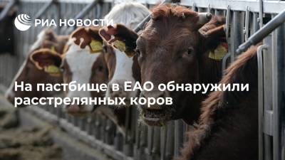 На пастбище в ЕАО обнаружили шесть расстрелянных коров