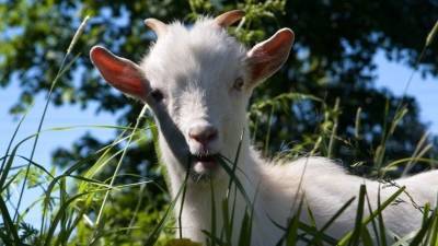 В США начали использовать коз для спасения от пожаров. Это приведет к новой беде