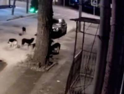 Огромная стая собак в Ростове на Майской разорвала кота на кусочки
