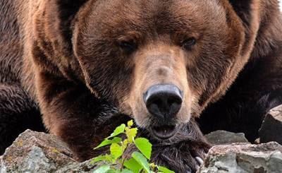 «Досье Пандоры» установило: оказывается, медведи гадят в лесу (News Thump, Великобритания)
