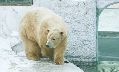 В хабаровском зоосаде – новосел: белый медведь Алмаз очень любит арбузы – Учительская газета