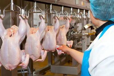 Ставрополье начнет поставлять мясо птицы в Африку и на Ближний Восток