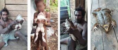 На Соломоновых островах нашли лягушку размером с младенца (6 фото)