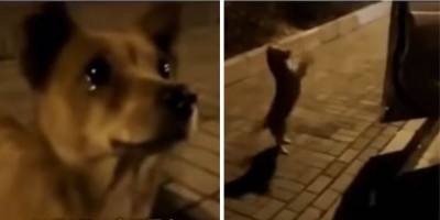 Невероятно: уличная собака тронута до слёз поступком незнакомки