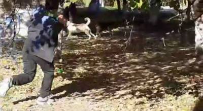 Новочебоксарский двор захватили собаки: люди отбиваются бутылками и палками