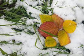 В третьей декаде октября Новосибирскую область засыплет снегом