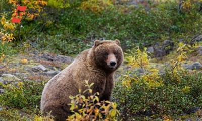 На Курилах огромный медведь пугает местных жителей