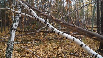 В Пласте мужчину убило упавшим деревом во время заготовки дров
