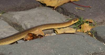 У центральному парку Львова зафіксували рідкісну змію (фото)