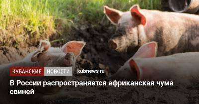 В России распространяется африканская чума свиней