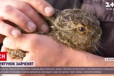 В Херсонской области спасатель забрал с полыхающего поля маленьких зайчат