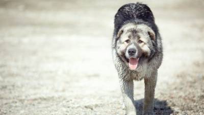 Агрессивный пес держит в страхе жителей поселка в Ленобласти