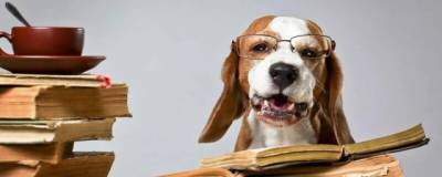 Одаренные собаки способны запоминать до 12 новых слов в неделю
