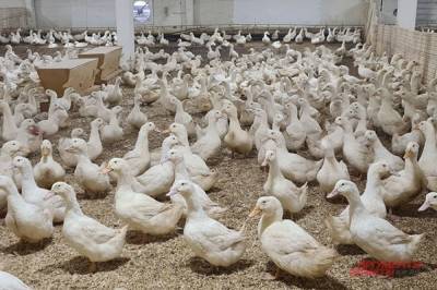 В Башкирии впервые выявили случай птичьего гриппа