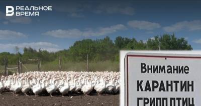В Башкирии впервые зафиксировали случаи заражения птичьим гриппом