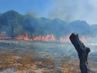 Турецкие леса снова страдают от огня