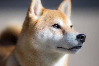«Убийца Dogecoin». Shiba Inu вошел в топ-20 крупнейших по капитализации криптовалют