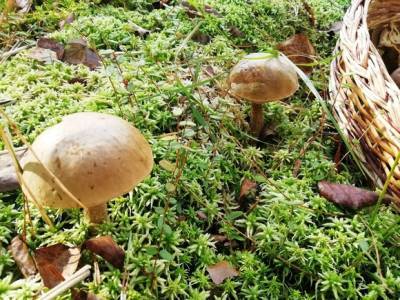 Женщину, собиравшую грибы, подстрелили в подмосковном лесу
