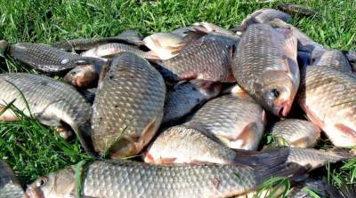 Штрафы за незаконный вылов рыбы резко выросли: сколько заплатят браконьеры