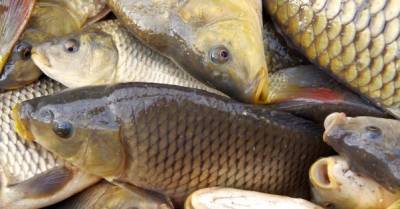 1,5 тысячи грн за карася: в Украине в десятки раз увеличили штрафы за незаконный лов рыбы