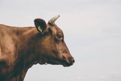 В рязанском селе ввели карантин из-за лейкоза у коров