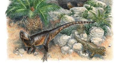 Размером с курицу. Ученые открыли старейшего плотоядного динозавра (фото)