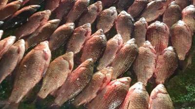 Кабмин увеличил штраф за незаконный вылов рыбы в десятки раз