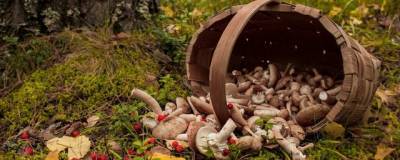 В Ивановской области за месяц погибли четверо грибников