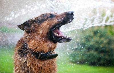 Мужчина направил на своих собак шланг с водой. Их реакция – бесценна!