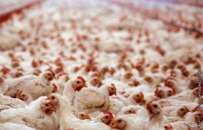 Росстат сообщил, что курятина в сентябре в РФ подорожала на 3,2%