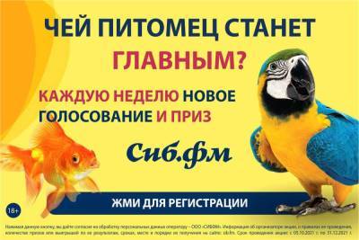 Сиб.фм выбирает «Главного питомца Новосибирска»!