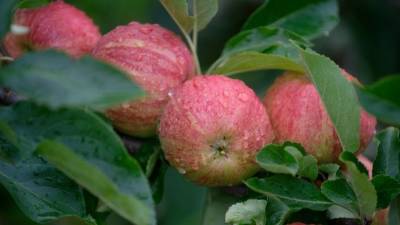 Осторожно, яблоко! Почему популярный фрукт полезен далеко не всем