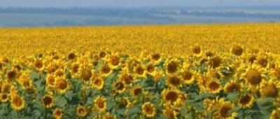 Украинцам пояснили, как урожай подсолнечника отразится на ценах