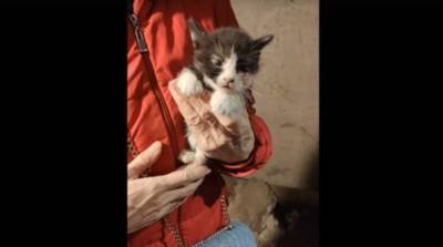 Волонтеры спасли котят, застрявших между бетонными плитами в подвале дома в Гатчине