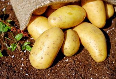 Доктор Мясников раскрыл главную ошибку при приготовлении картофеля