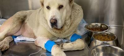 Зоозащитники попросили главу Карелии наказать хозяина собаки, которая умирала на свалке