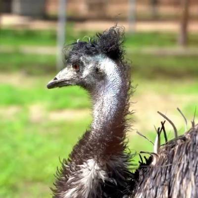 Более 50 эму сбежали со страусиной фермы в Японии