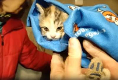 Волонтеры спасли котят, застрявших в щелях подвала дома в Гатчине