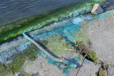 В Челябинске на озере Смолино появилась голубая пена