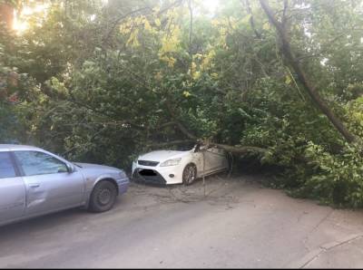 На Западном в Ростове из-за ветра огромное дерево упало на машину 6 октября