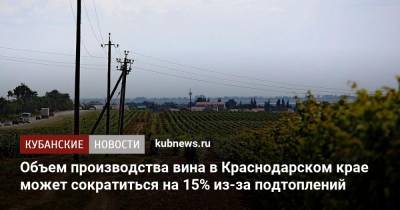 Объем производства вина в Краснодарском крае может сократиться на 15% из-за подтоплений