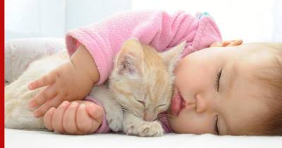 Ласковые и игривые: топ-6 пород кошек для детей