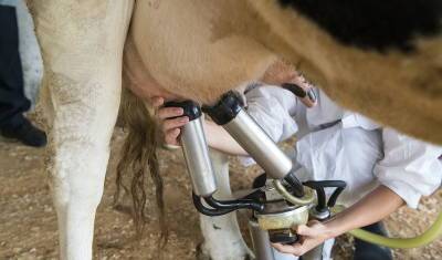 В Башкирии выявлено 1050 коров, зараженных онкологическим заболеванием «лейкоз»