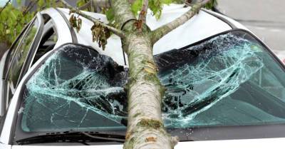 В Риге поваленные из-за сильного ветра деревья придавили шесть машин и человека