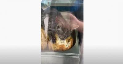 В Липецке котенок забрался в киоск быстрого питания и отведал курицу-гриль. Видео