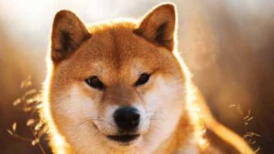 Shiba Inu обошла популярные криптовалюты по капитализации