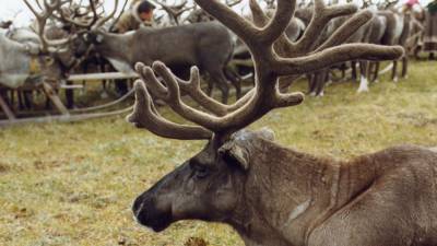 Получены первые данные с ошейников северных оленей на Ямале
