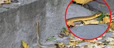 Во Львове в парке заметили редкую краснокнижную змею: попала в город из Карпат