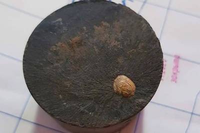 В Хакасии нашли ракушку возрастом 320 миллионов лет