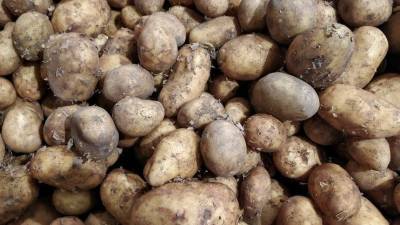 Ядовитые клубни: Мясников рассказал, как можно отравиться картошкой
